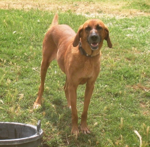 kimba