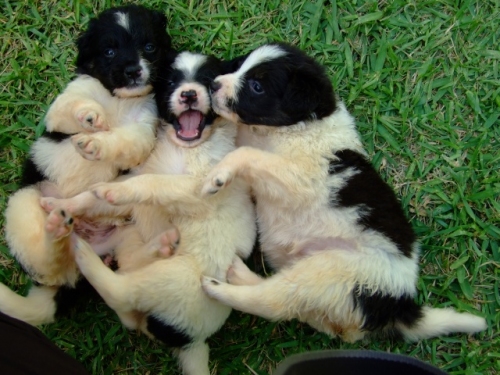 lega_del_cane_038