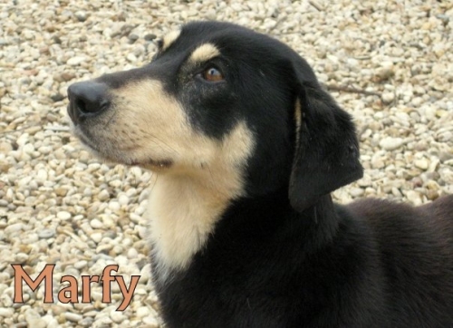 marfy