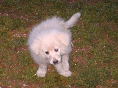 marley2