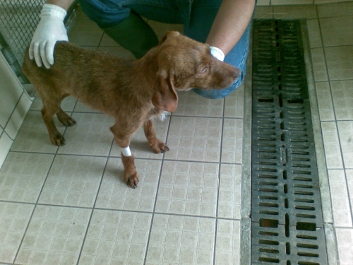 melina_appena_operata