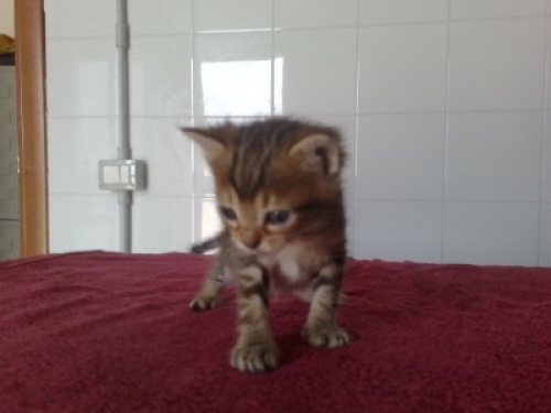 micio_maschio_1_mese2