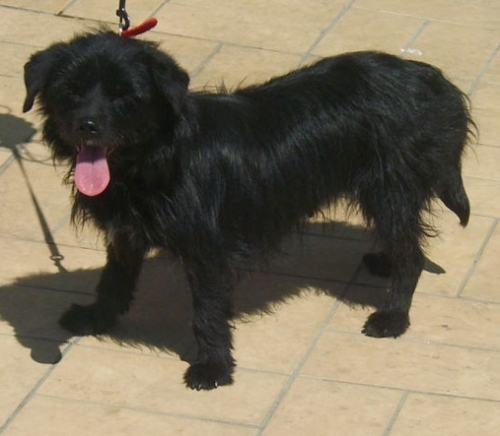 mini_cagnolina_salaria1