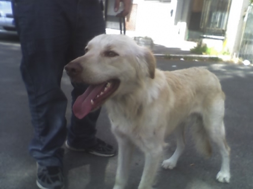 mix_golden