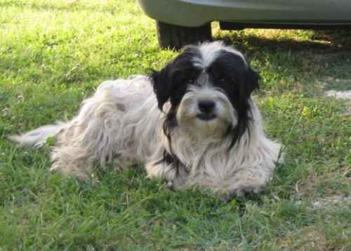 pallino101_ridotta