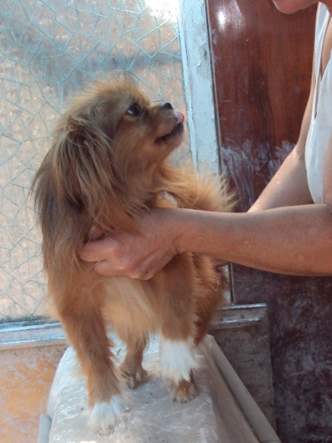 pechinese_2