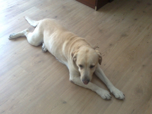 penny1