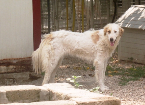 phebe