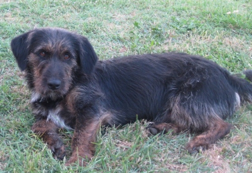 piero117_ridotta