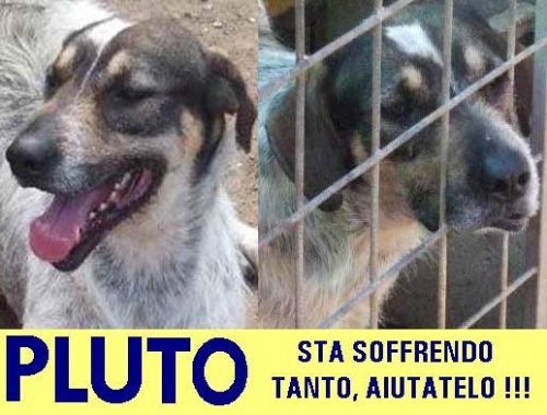 pluto_appello