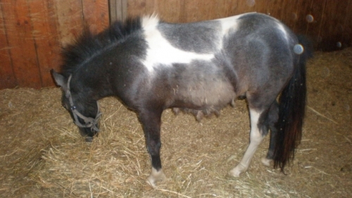 poni1_copy