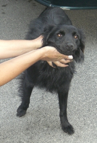 poverino