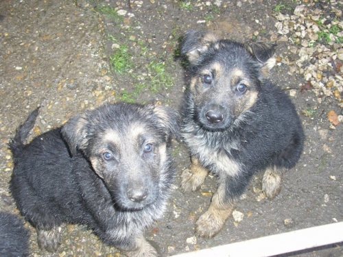 quattro_cuccioli_007