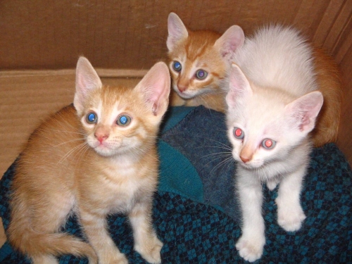 resized_gattini_4