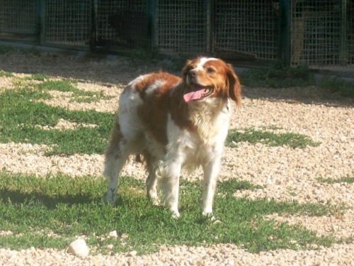 salomone