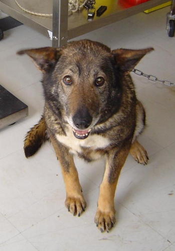 sara