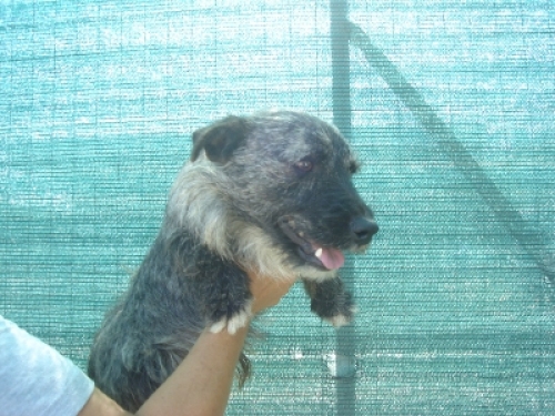 schnautzer-bassotto1