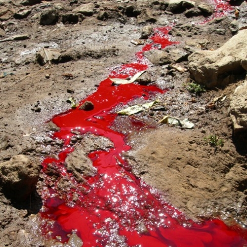sempre_sangue