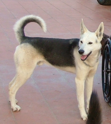 sergio