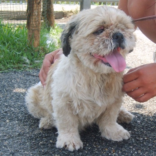 shihtzu_1trovato