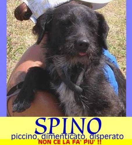 spino_appello