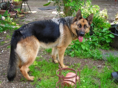 stella1
