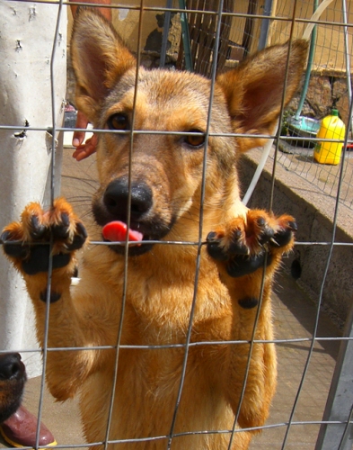 terrmalinois1