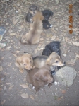 7_cuccioli