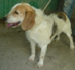 beagleprelz1