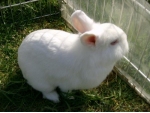 bonbon