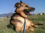 brunoadottato1