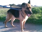 brunoadottato2