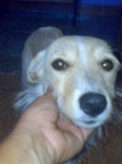 cagnolinaparrelli21lug2