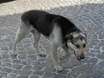 canelupo4_