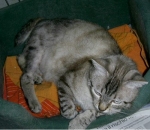 celestino332-09_1