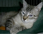 celestino332-09_2