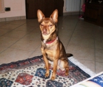 charly2
