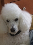 chery