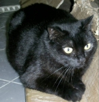 cleo_446-08_2