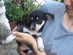 cucciola_scura1