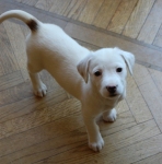 cucciolav