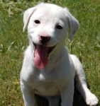 cucciolav3