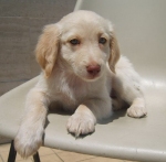 cuccioli_5