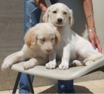 cuccioli_5_muratella_f