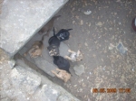 cuccioli_7