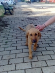 cucciolo2