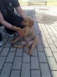 cucciolo3_copy