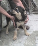cucciolo4