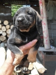 cucciolo_falegnameria