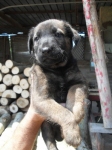 cucciolo_falegnameria3